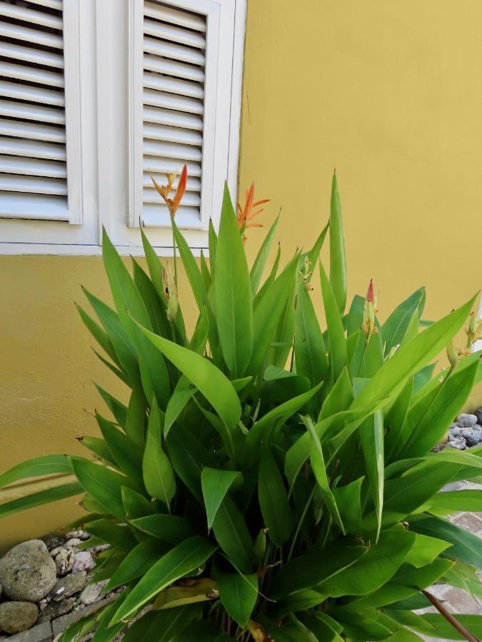 Historic Building The Palm Backyard Studio-Apartment Willemstad, Curacao Feel Home Away From Home المظهر الخارجي الصورة